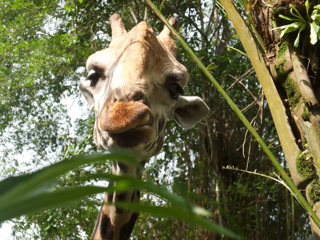 A Curious Visitor With the Best View in the&nbsp;Zoo