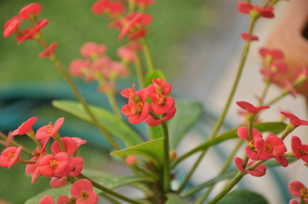 Tiny Blossoms, Big&nbsp;Beauty