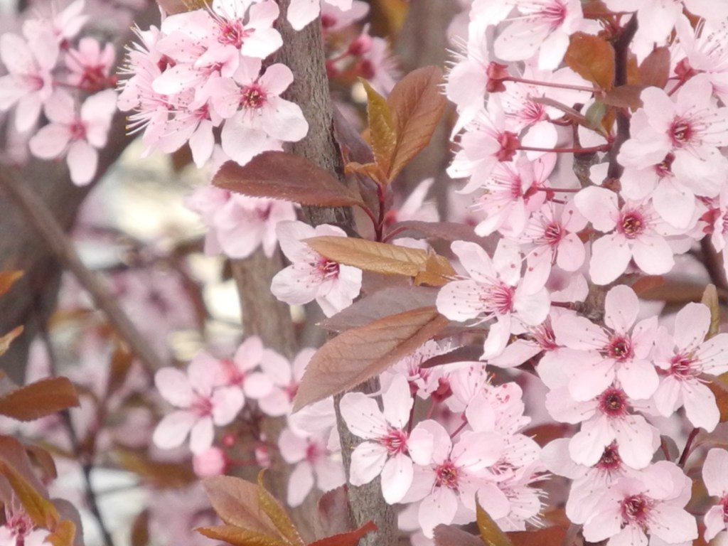 A Quiet Celebration of&nbsp;Spring